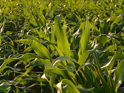 kukuričnom poli, kukuričné lístie, kukurica, pole, pestovanie, Zelená, Leaf