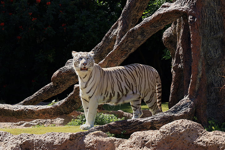 tigre blanco, peligrosos, salvaje, animal, gatos callejeros, depredador, gatito