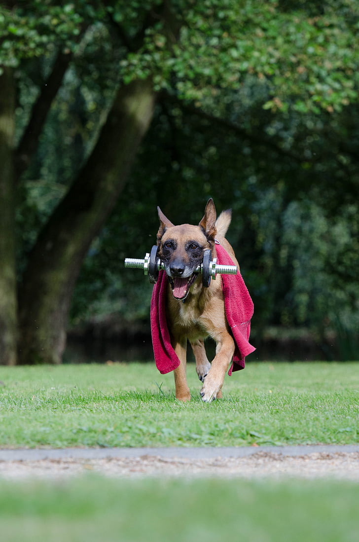 trick, dog trick, malinois, dog show trick, belgian shepherd dog, fitness