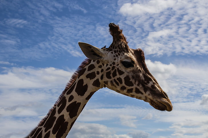 giraffa, Ritratto dell'animale domestico, cielo, Zoo di, animale, natura, fauna selvatica