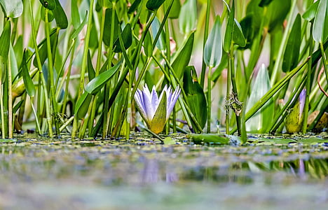 water lily, flower, blossom, bloom, purple, aquatic plant, nuphar lutea