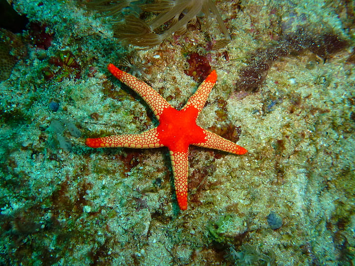 star fish, philippines, underwater, tropical, marine, diving, sea