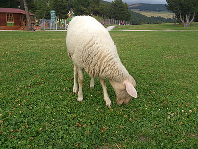 ovce, zvíře, hospodářská zvířata, farma, venkov, pole, trávník