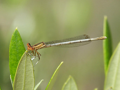 platycnemis latipes, 蜻蜓, 豆娘, 叶, 有翅膀的昆虫