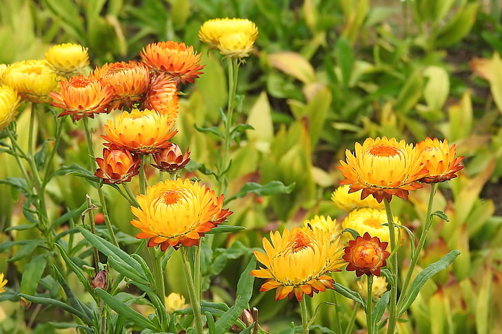 λουλούδια αχύρου, σύνθετα υλικά, ελίχρυσου, Κίτρινο πορτοκαλί, γεμάτο