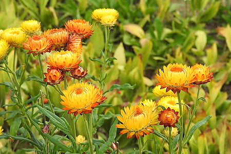 halm blommor, kompositer, Helichrysum, gul orange, fylld