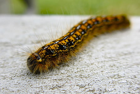 caterpillar, fuzzy, close-up, animal, insect, nature, hairy