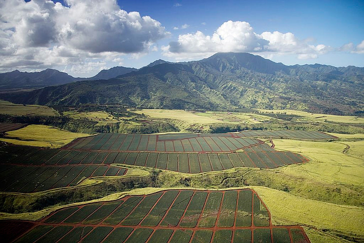 campos de abacaxi, Havaí, paisagem, país, zona rural, rural, montanhas