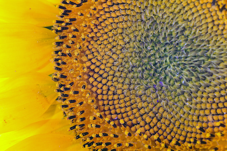 fleur du soleil, macro, en détail, Inflorescence :