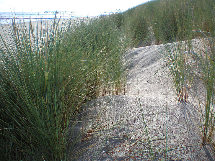 Dune grass, pláž, banka, duny, Baltské moře, závod, Německo