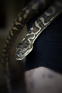 ular, karpet ular, ular peliharaan, hewan peliharaan, hewan, reptil, seorang