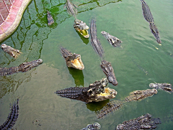 crocodilo, Samut prakan, Tailândia
