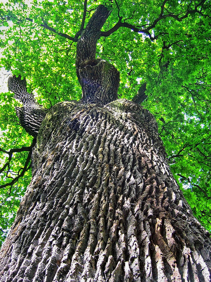 Oak, Oaks, pohon, kulit, batang, kekuatan, kekuatan