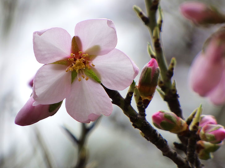 blomst, Almond tree, florir, spire, februar