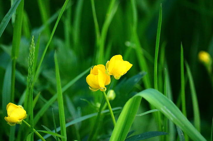 buttercup, meadow, close, spring, nature, yellow, flowers