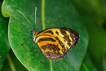 Bemærk-passion sommerfugl, sommerfugl, tithorea harmonia