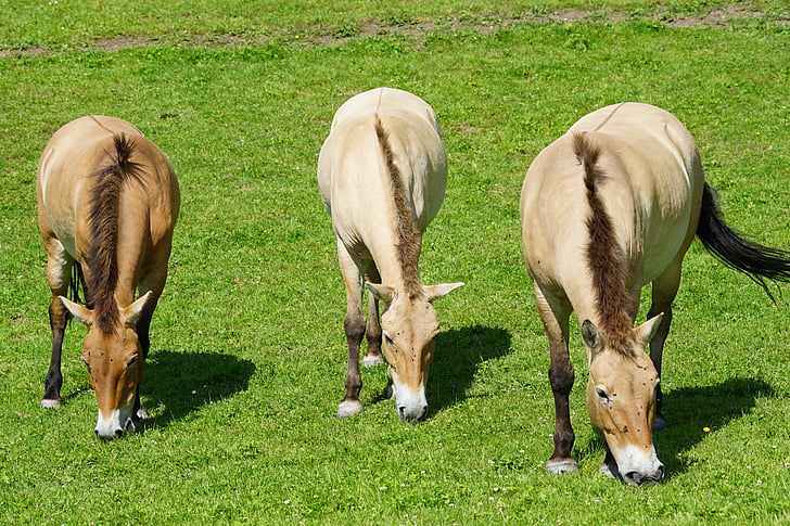 Převalského, Divoký kůň, kůň, perissodactyla, savec, zvířata, Equus ferus przewalskii