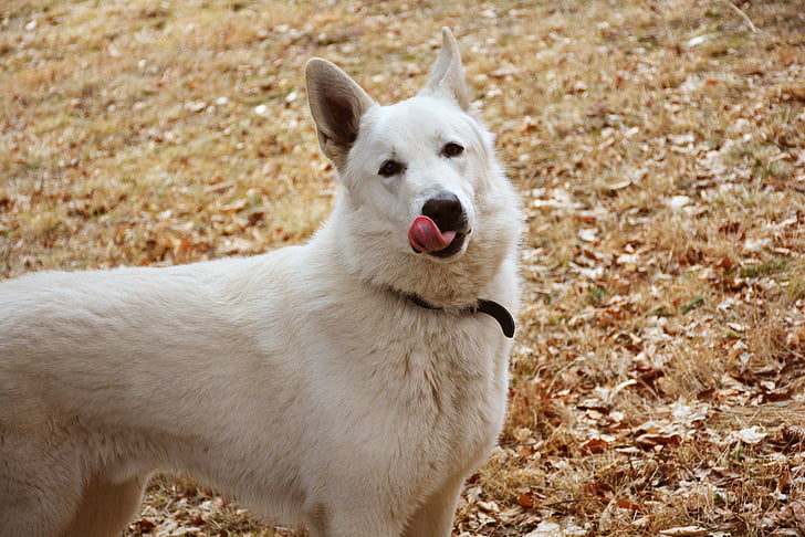 hond, pose, likken, de taal van de, wit, natuur, witte hond