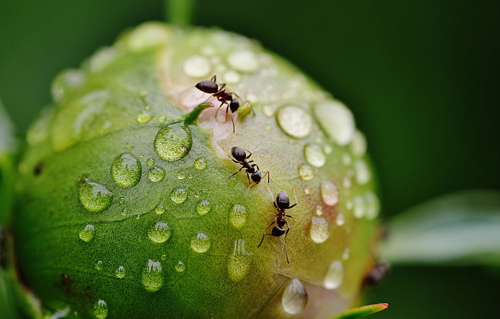 Peònia, brot, formigues, pluja, degoteig, gota d'aigua, natura
