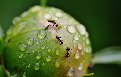 peony, bud, ants, rain, drip, raindrop, nature