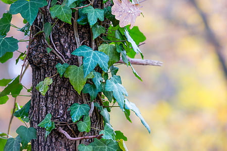 ivy, log, autumn, bark, climber, creeper, tree