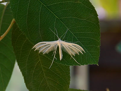 papillon, Motte, Sloe - peu figure de printemps, petite figure de printemps, federmotte, insecte, insectes de vol