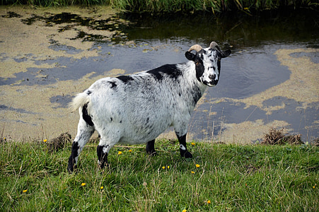 коза, едър рогат добитък, животните, ферма, бозайник, домашни, Открит