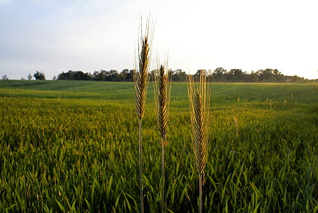 cereales, agricultura, campos, el cultivo de, naturaleza, Kłos, aldea