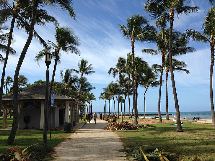 hawaii, palm trees, vacation