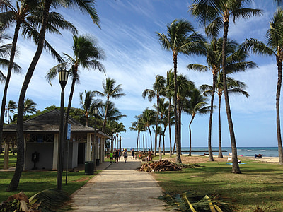 夏威夷, 棕榈树, 度假