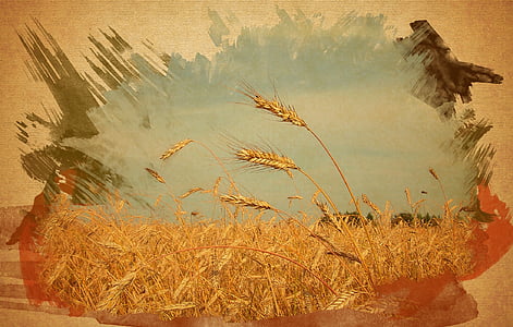 Grain veld, tarwe, foto, drie spikelets, het tarweveld aquarel effect, natuur, groei