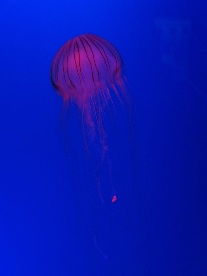 jellyfish, blue, sea life, sea, water, wildlife, marine