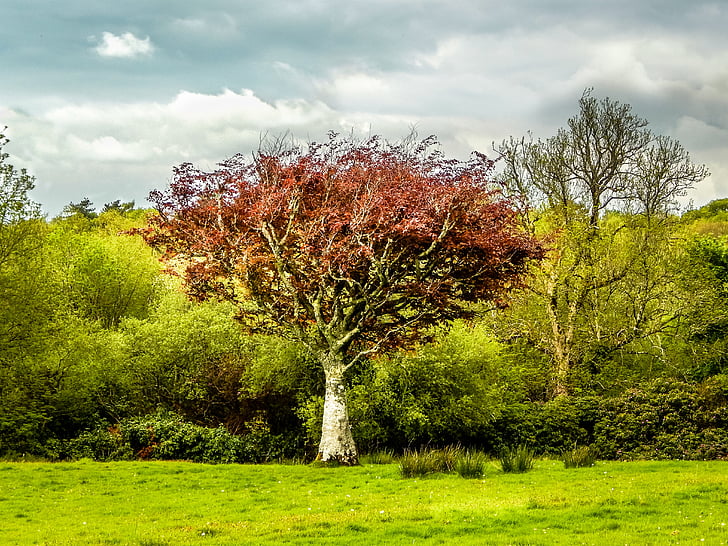 arbre, verd, paisatge, natura, camp, bosc, Regne Unit