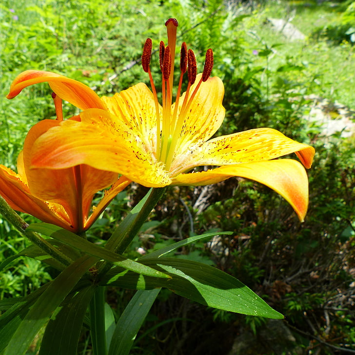 ziedi, Flora, daba, makro, pistil, apelsīnu Lilija, oranžā krāsa