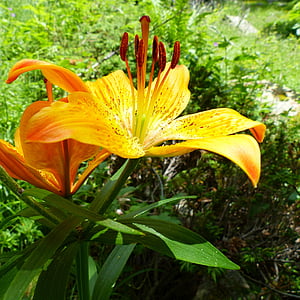 ziedi, Flora, daba, makro, pistil, apelsīnu Lilija, oranžā krāsa