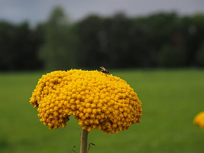 flower, yellow, yarrow, blossom, bloom, fly, nature