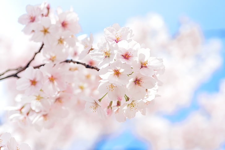 Japonsko, krajina, jaro, závod, třešeň, květiny, přírodní