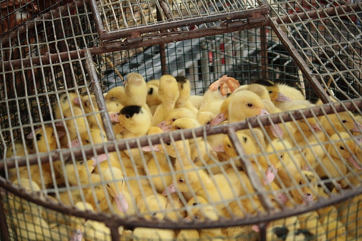 chick, cage, animal, bird, small, group, yellow
