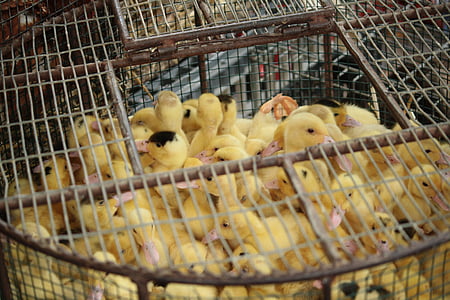 pollet, gàbia, animal, ocell, petit, grup, groc