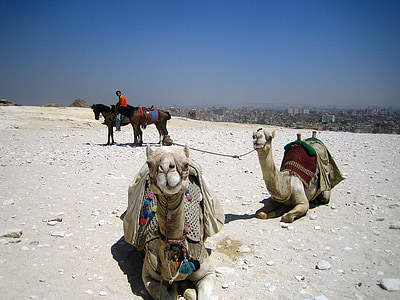 camelos, Egito, árabes, transporte, corcunda, safári, dromedário