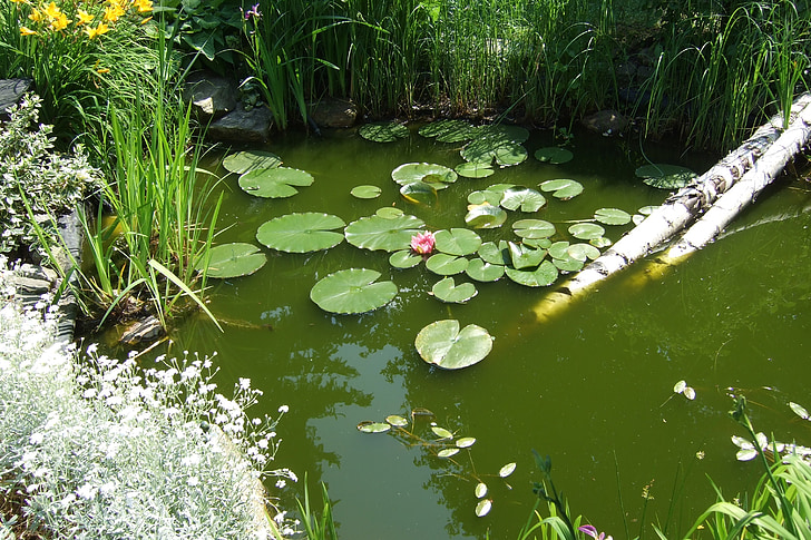 garden, garden pond, water lily, pond, water, nuphar, flora