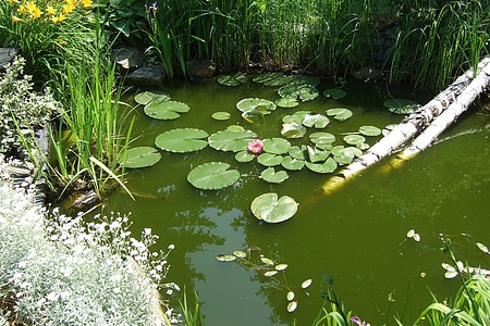 Κήπος, λιμνούλα στον κήπο, Νούφαρο, Λίμνη, νερό, Nuphar, χλωρίδα