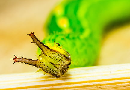 Caterpillar, verde, cabeza, cuernos, detalle, macro, animal