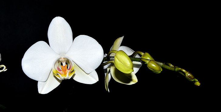 orquídia, blanc, flor, flor, brot, fons negre