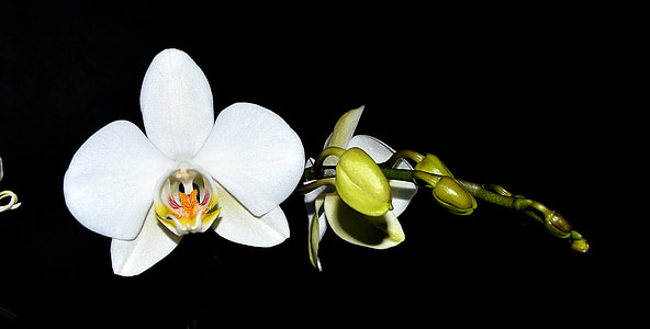 orchidėja, balta, žiedų, žydėti, pumpuras, juodame fone
