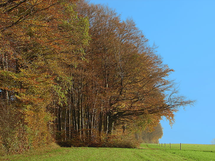 Waldrand, Stimmung, Landschaft, Natur, Baum, Herbst, Saison