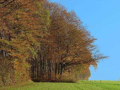 kanten av skogen, humör, landskap, naturen, träd, hösten, säsong
