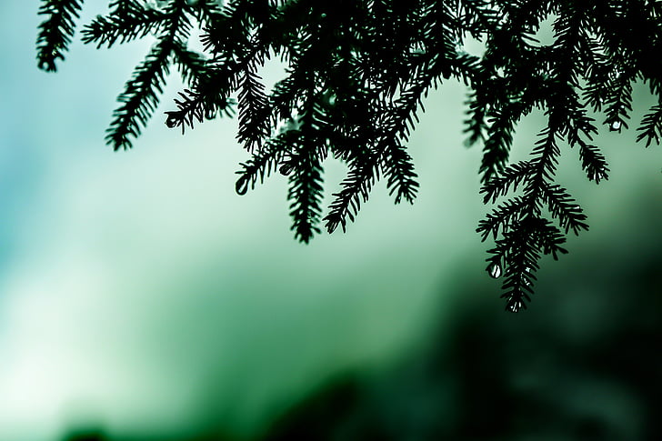 pin, laisser tomber, Turquie, arbre, aucun peuple, nature, à l’extérieur