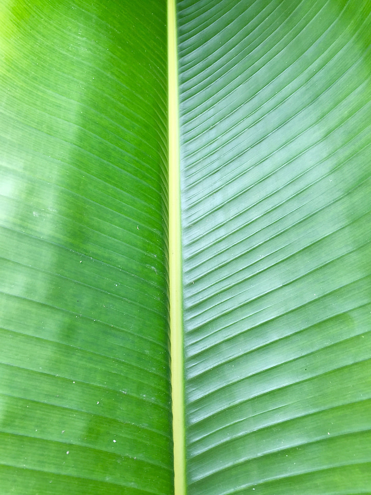 Palm, frondes de paume, feuille, vert, fronde, Tropical, botanique