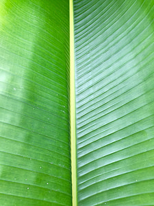 Palm, Палма или папрат, листа, Грийн, предната, тропически, ботаника